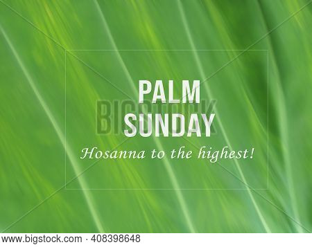 Palm Sunday. Hosanna To The Highest. Happy Palm Sunday Concept And Sign With Text Message On A Close