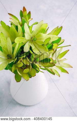 Bunch of yellow Leucadendron Strobilinum flower in vase on kitchen table