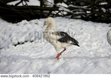 Andean Goose, Chloephaga Melanoptera, Adult Standing On Snow