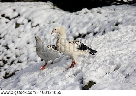Andean Goose, Chloephaga Melanoptera, Pair Standing On Snow