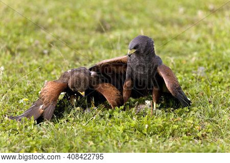 Harris Hawk, Parabuteo Unicinctus, Adults Fightingharris Hawk, Parabuteo Unicinctus, Adults Fighting