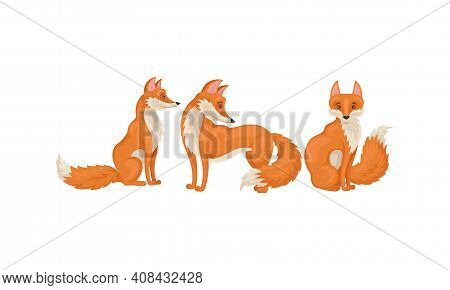 Red Fox As Omnivorous Mammal With Upright Triangular Ears And Pointed Snout Vector Set