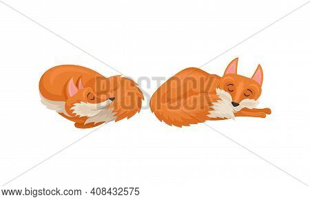 Red Fox As Omnivorous Mammal With Upright Triangular Ears And Pointed Snout Vector Set