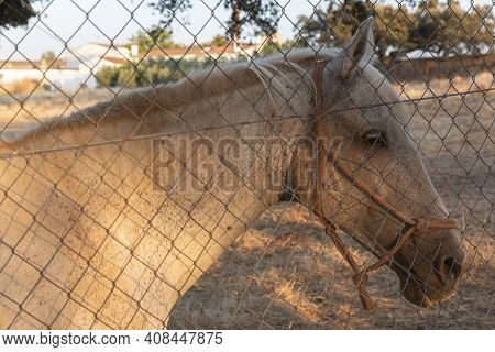 Horse Behind A Fence Looking At Walkers.