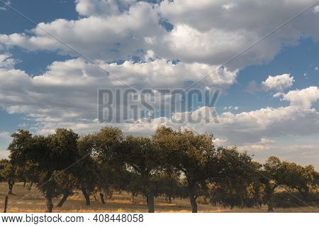 Beautiful Couples, Fields And Landscapes Of The Cordoba