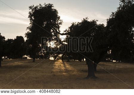 Beautiful Couples, Fields And Landscapes Of The Cordoba