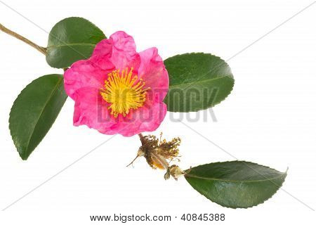 Blume sasanqua