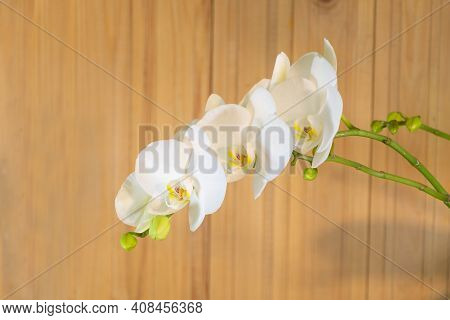 White Phalaenopsis Orchid In Bloom On Wooden Background - How To Make Orchid To Bloom Concept