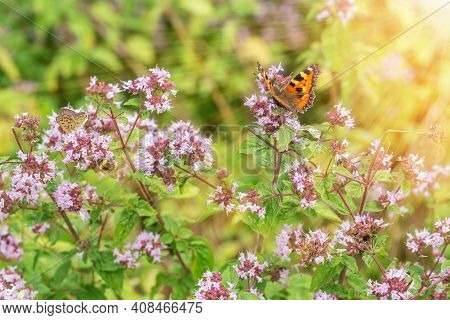 Purple Flowers Of Origanum Vulgare Or Common Oregano, Wild Marjoram. Sunny Day