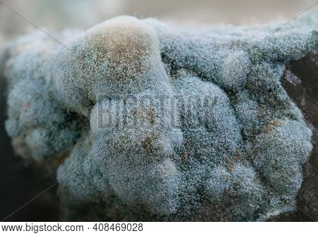 Mold On Pickled Cucumbers, Botulism Bacteria. Natural Texture
