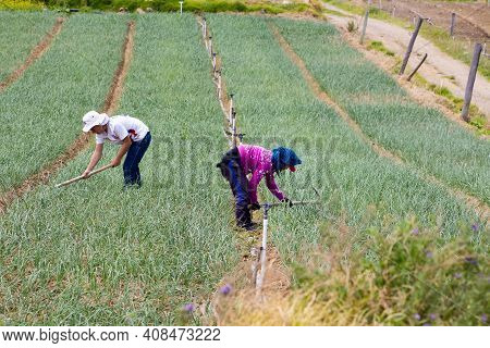 Boyaca, Colombia - February 2021. Peasants Working On A Green Onion Field At The Boyaca Department I