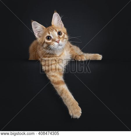 Cute Red Outcross Maine Coon Cat Kitten, Laying Down Facing Front With Front Paws Hanging Down From 