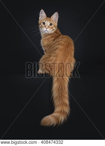 Cute Red Outcross Maine Coon Cat Kitten, Sitting Backwards On Edge With Long Tail Hanging Down. Look