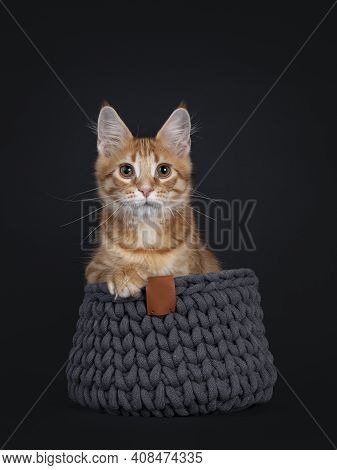 Cute Red Outcross Maine Coon Cat Kitten, Sitting In Gray Knited Basket.  Paws Hanging Over Edge. Loo