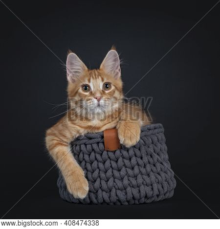 Cute Red Outcross Maine Coon Cat Kitten, Sitting In Gray Knited Basket.  Paws Hanging Over Edge. Loo