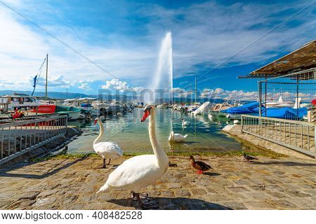 Scenic View Of White Swans On The Shore Of Geneva Lake In Geneva Harbor And Of The 140m High Fountai