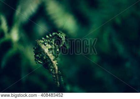 Green Fern Close Up, Macro Background Image