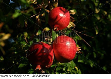 Ripe Healthy Pomegranates Growing On Tree. Three Pomegranate Fruits Hanging On Tree Branch In The Ga