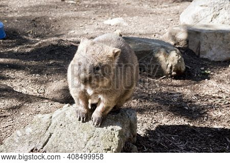 The Common Wombat Lives In Burrows Underground He Has Sharp Claws For Digging