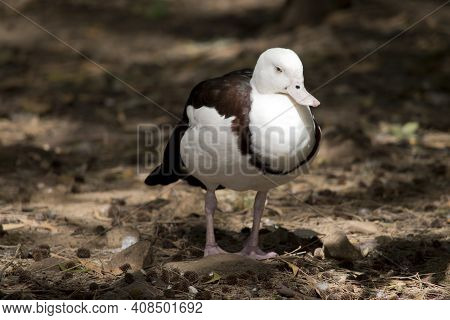 The Radjah Duck Is White And Brown With A Pink Bill.