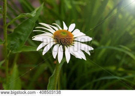 Against The Background Of Fresh Green Grass