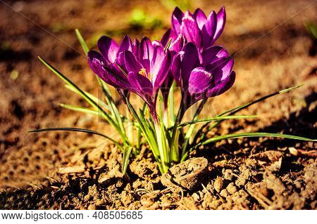 Cousteau Small Purple Crocus Flowers Closeup With Brown Earth