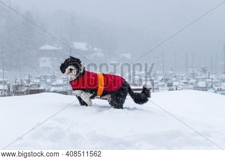 Dog Playing In Snow With Cold Paws On A Winer Day