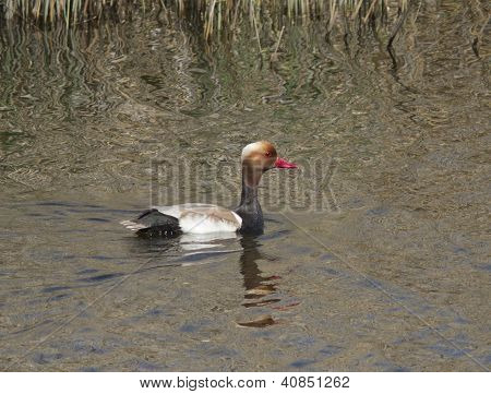 Den mandlige rødt-crested Taffeland flydende.