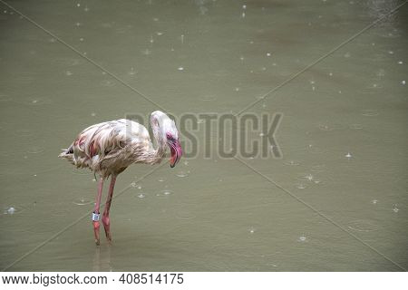 Singapore - Jan 02, 2021: Lesser Flamingo Standing At The Water Side In Jurong Bird Park. Jurong Bir