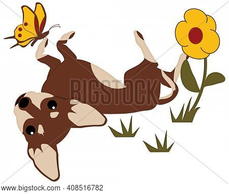Chocolate Chihuahua Rolling in the Flower Garden with Butterfly Isolated on White with Clipping Path Sublimation Design for shirts, bags, mugs.