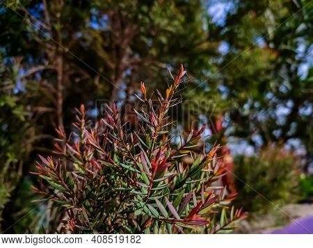 Melaleuca Linariifolia Is A Plant In The Myrtle Family Myrtaceae, And Is Endemic To Eastern Australi