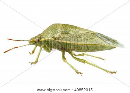 Escudo verde Bug espécie Palomena Prasina