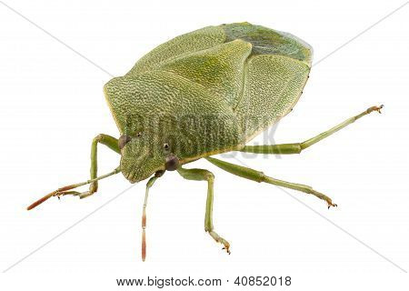 Escudo verde Bug espécie Palomena Prasina