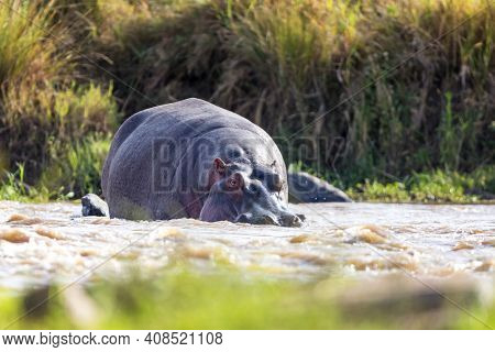 Low level view of an adult hippopotamus in the Mara River, Masai Mara, Kenya. Front view. 