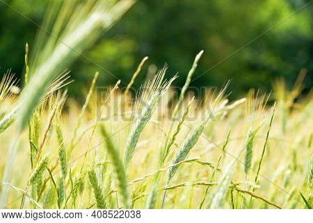 Fresh Young Wheat Ear On Blurred Forest Background On Sunny Day. Green Emmer Wheat. Triticum Dicoccu