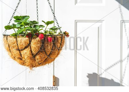 Strawberry In Hanging Basket With Coconat Liner At The Condo Balcony With White Door. Gardening, Hob