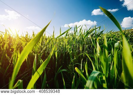 Close up of wheat seedlings growing in soil on a sunny day. Ecology concept. Fresh seasonal background. Photo wallpaper of cultivation land. Image of template green grass texture. Beauty of earth.