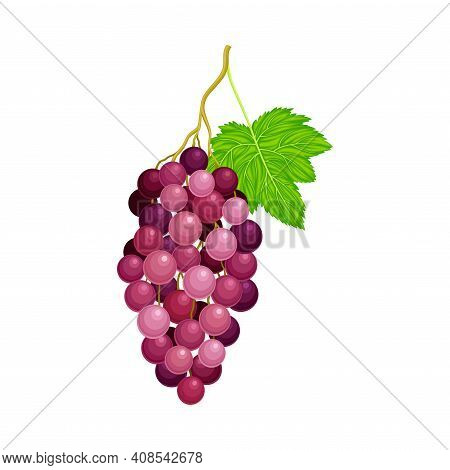 Round Hanging Berry Cluster Of Purple Grape Vector Illustration