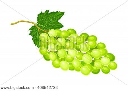 Green Grape Cluster With Ripe And Juicy Berries Vector Illustration
