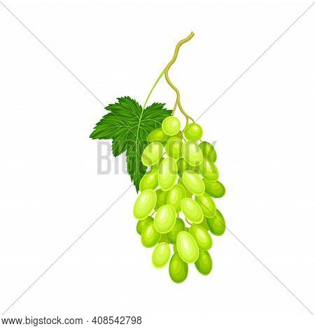 Green Grape Cluster With Ripe And Juicy Berries Vector Illustration