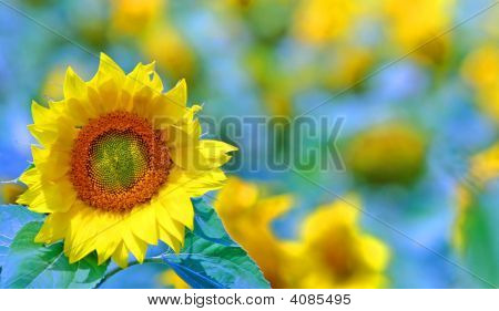 Sonnenblumen