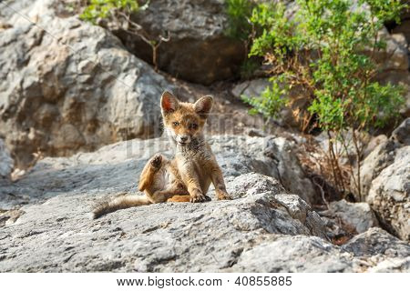 Lisa w dzikich zwierząt