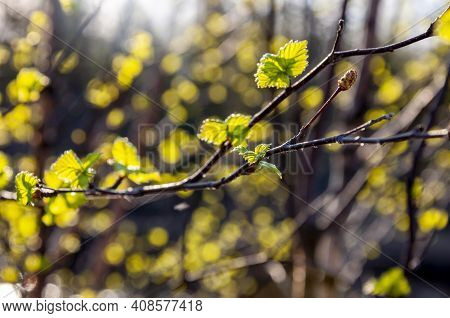 Branch Of Tree With Light Green Little Leaves On The Tender Blurred Background. Bottom View. Season 