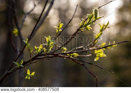 Branch Of Tree With Light Green Little Leaves On The Tender Blurred Background. Bottom View. Season 