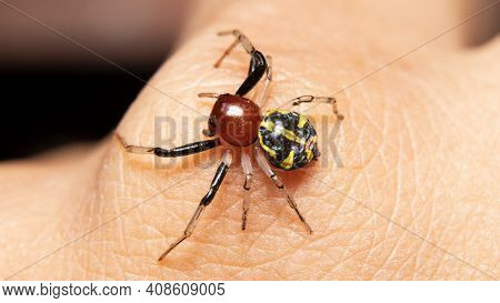 Yellow Stripe Crab Spider Scrolling On My Hand