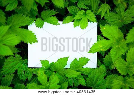 Boş kart, güzel green tarafından çevrili bırakır