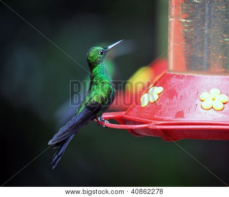 Colibrì di Costa Rica