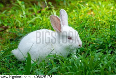 Cute And Cuddly Albino Bunny Rabbit Baby On The Grass Field, Got Red Eyes And Long Eye Lashes, Long 