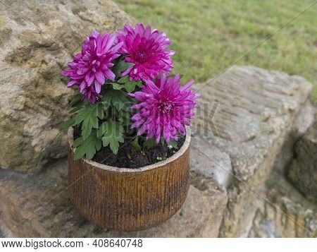 Pink Purple Blooming Frowers Of Dahlia Plant In Ceramic Pot, Selective Focus.