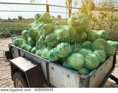Trailer With Freshly Picked Cabbage In Bags. Agricultural Products. Agriculture And Farming. Harvest